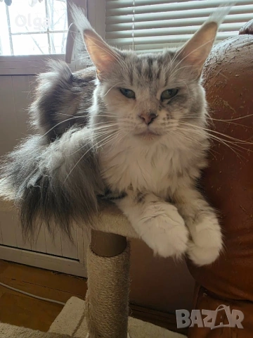 Чистокръвно котенце от породата Мейн Куун, снимка 2 - Мейн кун - 53540925