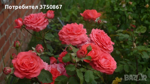 🌹 РОЗА 🌹 GPT DEE DEE BRIDGEWATER® Meitandar 🌹, снимка 4 - Градински цветя и растения - 51261946