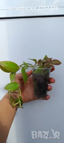 Hoya Sunrise,хоя сънрайз, снимка 3 - Стайни растения - 56018682