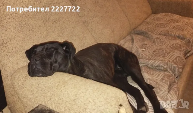 Cane Corso / Кане Корсо две женски, снимка 2 - Кане корсо - 56352775