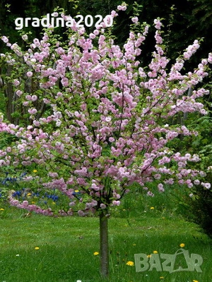 Бадем - Фиданки, снимка 2 - Разсади - 52715416