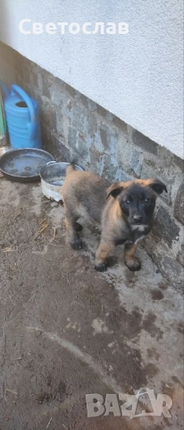 Подарявам кученца - белгийска овчарка (Малиноа) микс, снимка 3 - Белгийска овчарка - 52817804