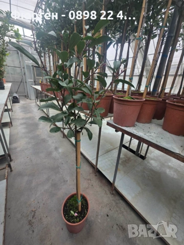 🌿 Фотиния (Photinia) – декоративна вечнозелена щамба, снимка 5 - Разсади - 53286869