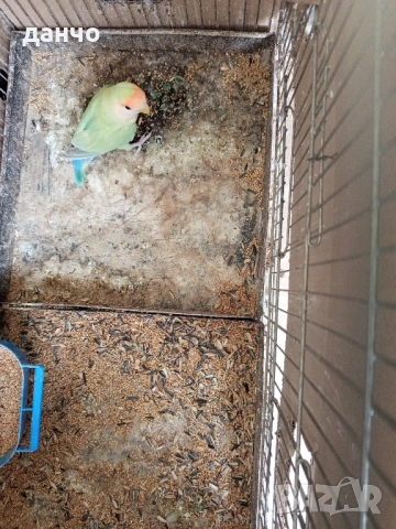 продавам неразделка 