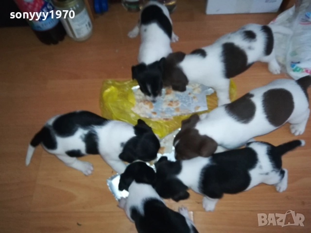 ДЖАК РЪСЕЛ 250ЛВ ЗА КУТРЕ 2509251343, снимка 2 - Джак ръсел териер - 51834098