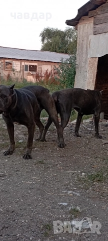 Кане Корсо , снимка 2 - Кане корсо - 52060184