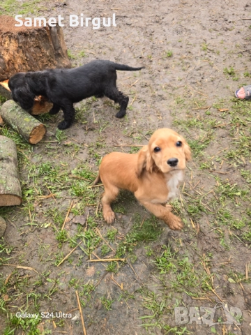 Prodavam koker na tiring meseca Jenson ima vaksa namirase v selo pet mogili oblas sumen t 0892773368, снимка 9 - Кокер шпаньол - 52920774