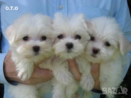 Мини малтийски болонки