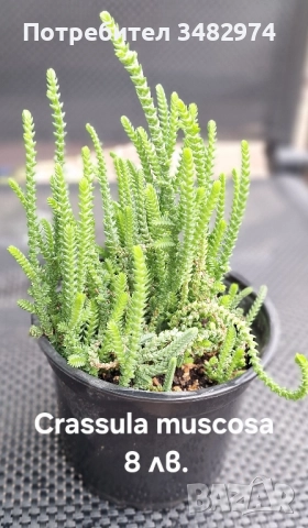 Предлагам стайни растения, снимка 5 - Стайни растения - 52260638