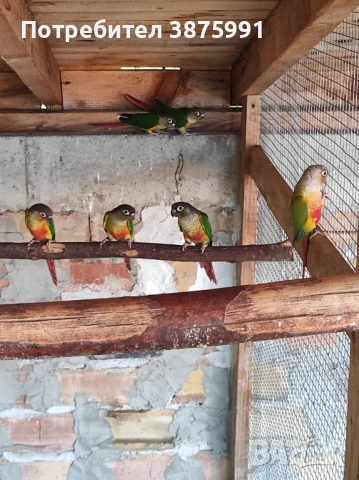 Продавам папагали пирури млади, снимка 3 - Папагали - 47917540