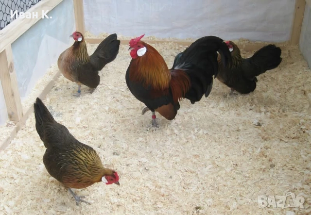 Продавам златен Розкомб., снимка 14 - Кокошки и пуйки - 44995697