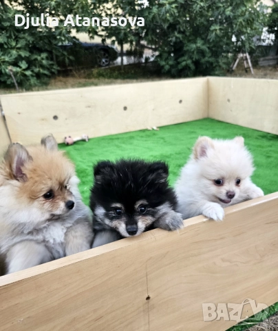 Продавам померанчета, снимка 2 - Померан - 51719427