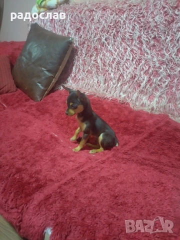 мини пинчер , снимка 1