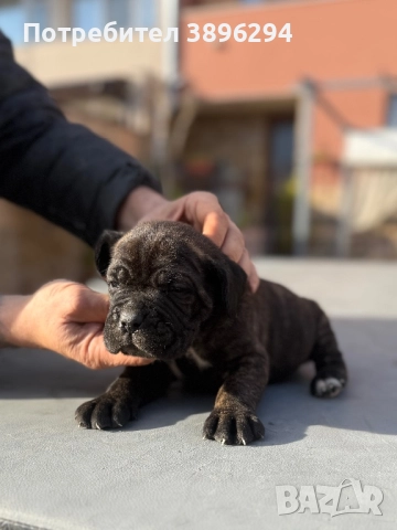 Уникални кученца кане корсо италяно,шоу клас чистокръвни., снимка 4 - Кане корсо - 52775457