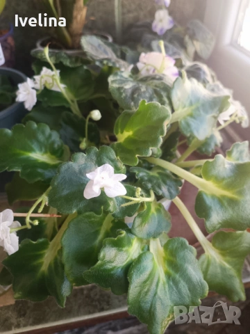 Стайна теменужка и авокадо, снимка 5 - Стайни растения - 53836747