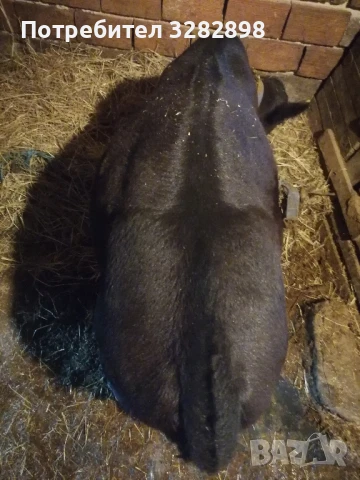 свободни телета и едно биволче , снимка 2 - Други - 51358292