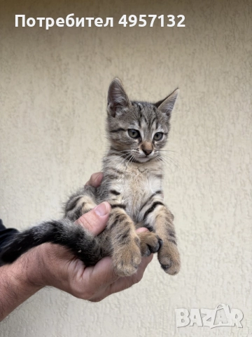 Котенца на 2 месеца