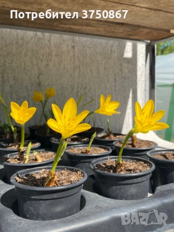 💛🧡💛 Щернбергия, Жълт есенен минзухар, снимка 3 - Градински цветя и растения - 51803182