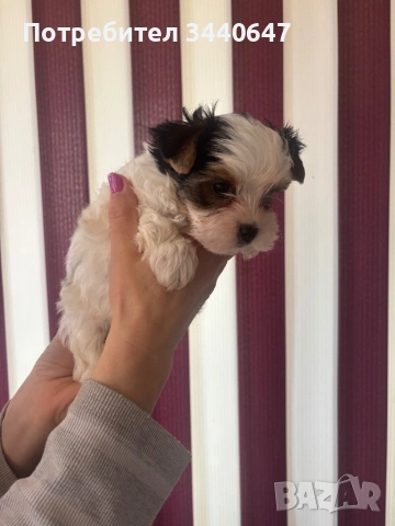 Женско и мъжко Бивър борки, снимка 8 - Йоркширски териер - 53825786