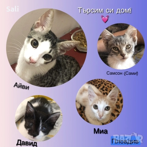 Подаряваме 4 малки и сладки котенца, снимка 1