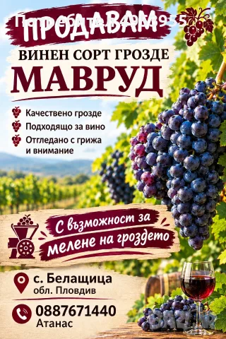 Продавам Грозде МАВРУД 