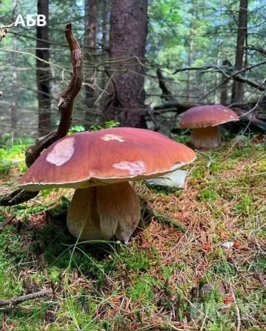 Прясна и суха борова манатарка, пачи крак!, снимка 6 - Домашни продукти - 27684634