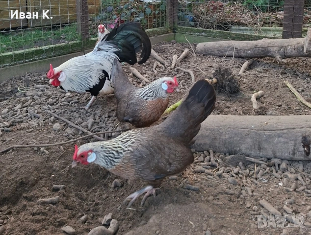 Продавам сребърен Розкомб., снимка 13 - Кокошки и пуйки - 44640537