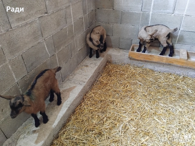 Продавам мъжки ярета френски алпин , снимка 10 - Други - 49669117