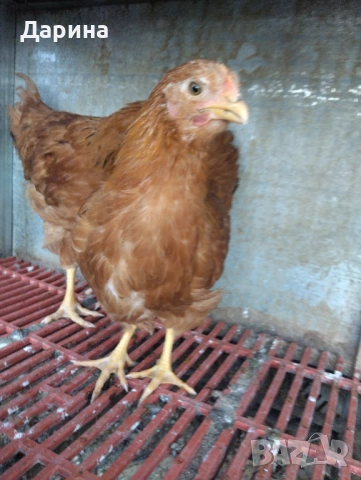 Катунски пиленца и селски пиленца , снимка 8 - Кокошки и пуйки - 53394021