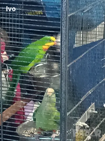 Двойка Барабанди , снимка 1