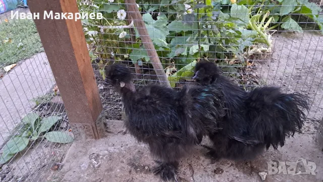 Подарявам Копринки - петлета, снимка 5 - други­ - 56217269