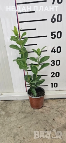 Лавровишна "Новита", снимка 3 - Градински цветя и растения - 51662326