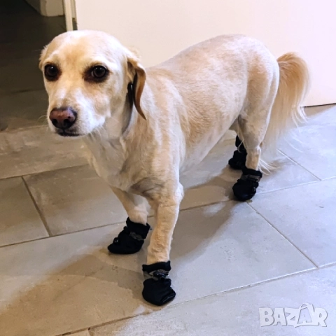 Обувки за малки и големи кучета. Кучешки обувки. Чорапи за куче

, снимка 6 - За кучета - 52542582