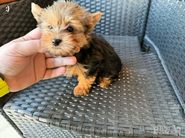 Йоркширски териер Актуално от 11.3.2026, снимка 6 - Йоркширски териер - 53682990