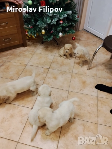 Лабрадор 3-мъжки 2-женски , снимка 2 - Лабрадор ретривър - 52869132