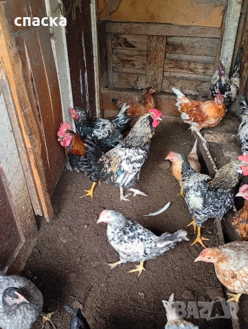 Млади петлета , снимка 3 - Кокошки и пуйки - 53431405