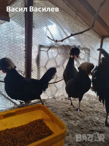 Продавам разплодни яйца от холандска качулата , снимка 2 - Кокошки и пуйки - 49244730