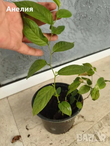 Quisqualis indica или китайски орлови нокти, снимка 6 - Стайни растения - 55977813