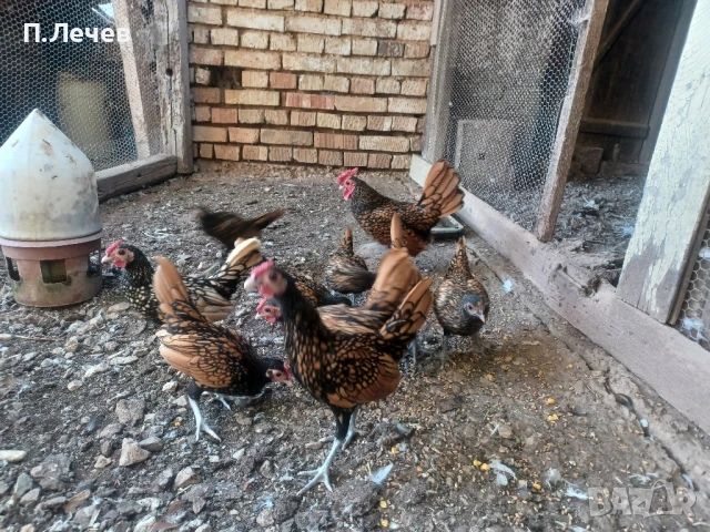 Зибрайт , снимка 5 - други­ - 51337633