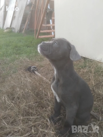 Кане корсо кученца , снимка 4 - Кане корсо - 52594973