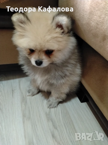 Продавам Мини Померан, снимка 3 - Померан - 53694227