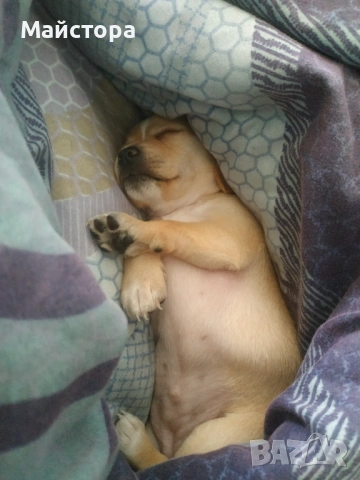 Продавам Чихиахуа 