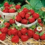 🍓предлагаме елитни расади само эа ценители🍓, снимка 1
