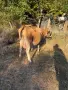 Продавам 2 крави, снимка 2