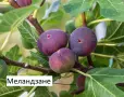 Смокиня  / Разсад Студоустойчиви - Налични 8 сорта, снимка 6