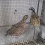 Различни видове екзотични птици , снимка 9