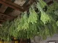 Мурсалски чай от района на Триград , снимка 2