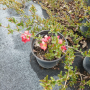 Розова Японска дюля, CHAENOMELES SUPERBA 'PINK TRAIL', снимка 5
