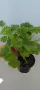 Pelargonium Millfield rose , снимка 4