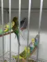 Вълнисти папагали и Корели , снимка 3